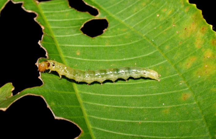 Fig.5 Larva <i>Ategumia</i> lotanalisDHJ09, mostrando la parte lateral entero , en hoja de <i>Miconia argentea</i> (Melastomataceae). Voucher: 06-SRNP -46765-DHJ417570.jpg.