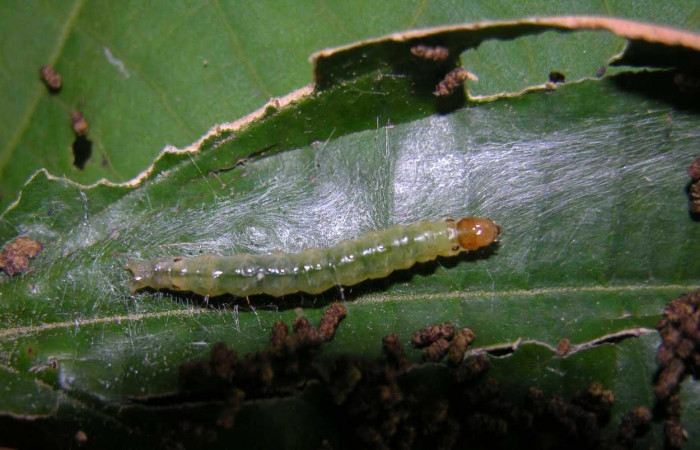 Fig.9 Larva <i>Ategumia lotanalis</i>, mostrando larva con su casa abierta rodeada de seda blanca con estiercol a la par de ella, en hoja de <i>Miconia argentea</i> (Melastomataceae). Voucher: 05-SRNP-33865-DHJ424147.jpg.