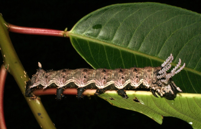 Figura 14. Larva <i>Citheronia lobesis</i> (Saturniidae), posición lateral entero. En la planta <i>Sapium glandulosum</i> (Euphorbiaceae), Area de Conservación Guanacaste, Estación Biológica la Perla. 05-SRNP-56481-DHJ408278.jpg.