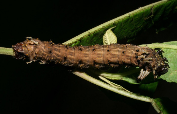 Figura 6. Larva <i>Citheronia bellavista</i> (Saturniidae), posición dorsal entero. En la planta <i>Lepidaploa tortuosa</i> (Asteraceae), Area de Conservación Guanacaste, Sector Rincón Rain Forest. 08-SRNP-42059-DHJ446667.jpg.