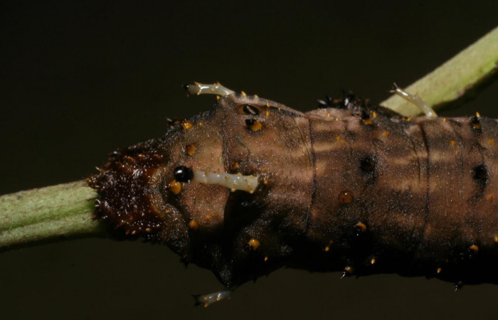 Figura 7. Larva <i>Citheronia bellavista</i>  (Saturniidae), posición cola. En la planta  <i>Lepidaploa tortuosa</i>  (Asteraceae), Area de Conservación Guanacaste, Sector Rincón Rain Forest. 08-SRNP-42059-DHJ446684.jpg.