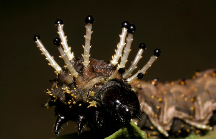 Figura 8. Larva <i>Citheronia bellavista</i> (Saturniidae), posición cabeza. En la planta <i>Lepidaploa tortuosa</i> (Asteraceae), Area de Conservación Guanacaste, Sector Rincón Rain Forest. 08-SRNP-42059-DHJ446687.jpg.