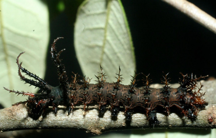 Figura 3. Larva <i>Citheronia bellavista</i> (Saturniidae), posición lateral entero. Area de Conservación Guanacaste, Sector Santa Rosa. 09-SRNP-13680- DHJ454668.jpg.