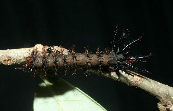 Figura 4. Larva <i>Citheronia bellavista</i>  (Saturniidae), posición dorsal entero. Area de Conservación Guanacaste, Sector Santa Rosa. 09-SRNP-13680- DHJ454670.jpg.