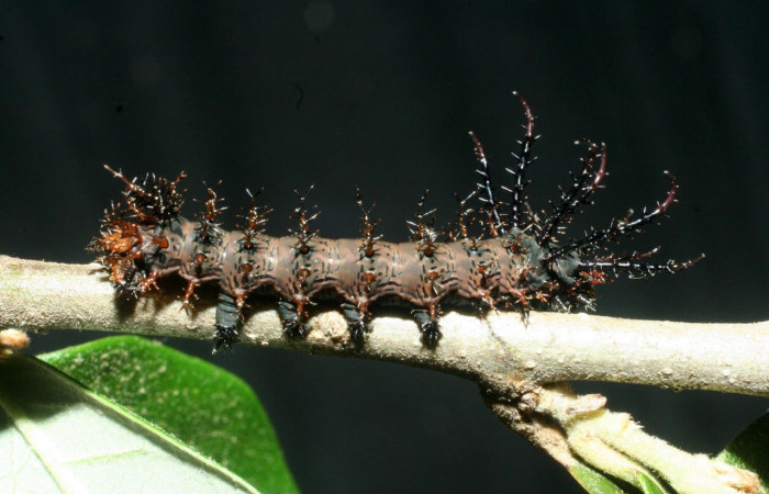 Figura 5. Larva <i>Citheronia bellavista</i>  (Saturniidae), posición lateral entero. Area de Conservación Guanacaste, Sector Santa Rosa. 09-SRNP-13680- DHJ454671.jpg