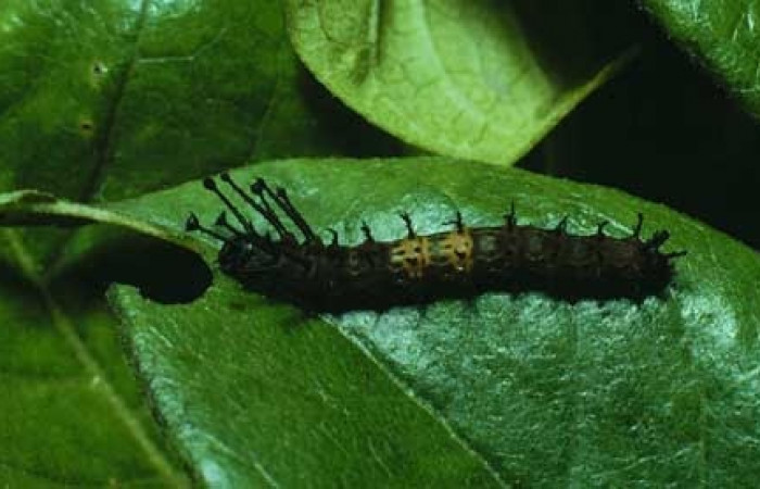 Figura 2. Larva <i>Citheronia bellavista</i> (Saturniidae), posición dorsal entero. Area de Conservación Guanacaste, Santa Rosa. 82-SRNP-95-DHJ3618.jpg.