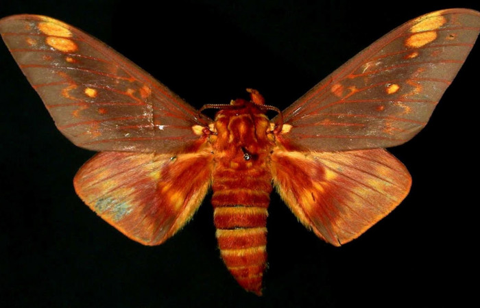 Figura 9. Adulto <i>Citheronia bellavista</i> (Saturniidae), macho posición dorsal. Área de Conservación Guanacaste, Sector Santa Rosa. 83-SRNP-2005-DHJ31136.