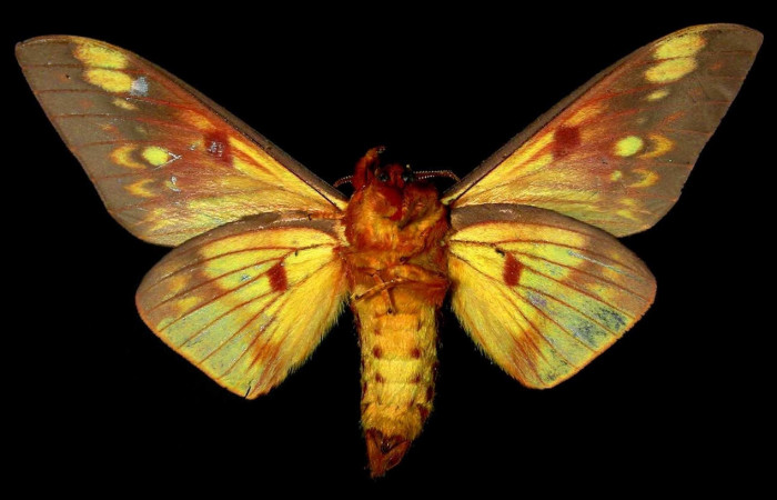 Figura 10. Adulto <i>Citheronia bellavista</i> (Saturniidae), macho posición ventral. Área de Conservación Guanacaste, Sector Santa Rosa. 83-SRNP-2005-DHJ31137.