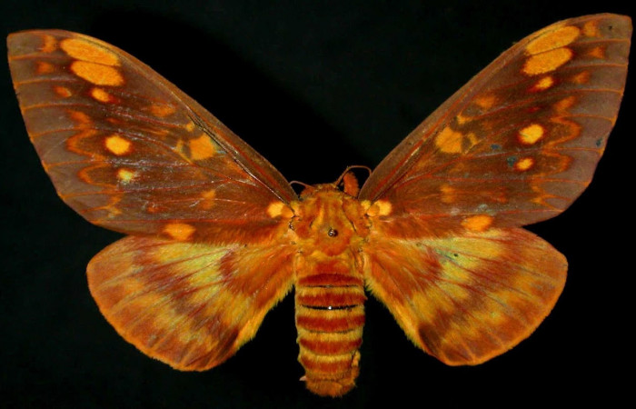 Figura 11. Adulto <i>Citheronia bellavista</i> (Saturniidae), hembra posición dorsal. Área de Conservación Guanacaste, Sector Santa Rosa. 92-SRNP-1080- DHJ31134.