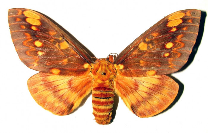 Figura 1. Adulto <i>Citheronia bellavista</i> (Saturniidae). Área de Conservación Guanacaste, Sector Santa Rosa. 92-SRNP-1080-DHJ91816