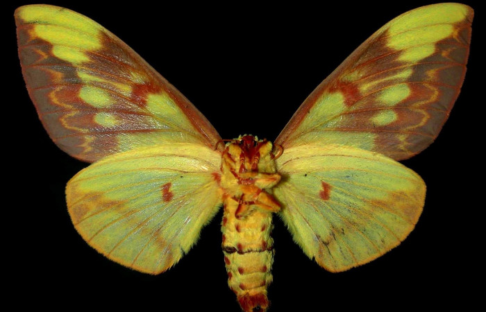 Figura 15. Adulto <i>Citheronia lobesis</i> (Saturniidae), hembra posición ventral. Área de Conservación Guanacaste, Sector Santa Rosa. 96-SRNP-7022-DHJ31140.