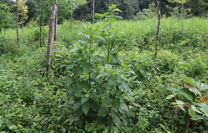 Figura 13. Planta <i>Lepidaploa tortuosa</i> (Asteraceae). Hospedera de <i>Citheronia bellavista</i> (Saturniidae). Estación Biológica Wege. Foto Minor Carmona.