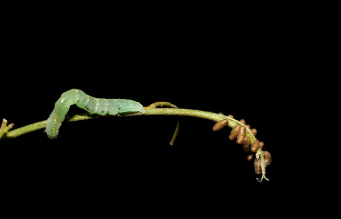 Fig.13. Mostrando larva de <i>Yidalpta</i> auragalisDHJ01, capullos la familia (Braconidae), <i>Glyptapanteles paulhansoni</i>. Voucher : 05-SRNP-34533-DHJ424319.jpg.