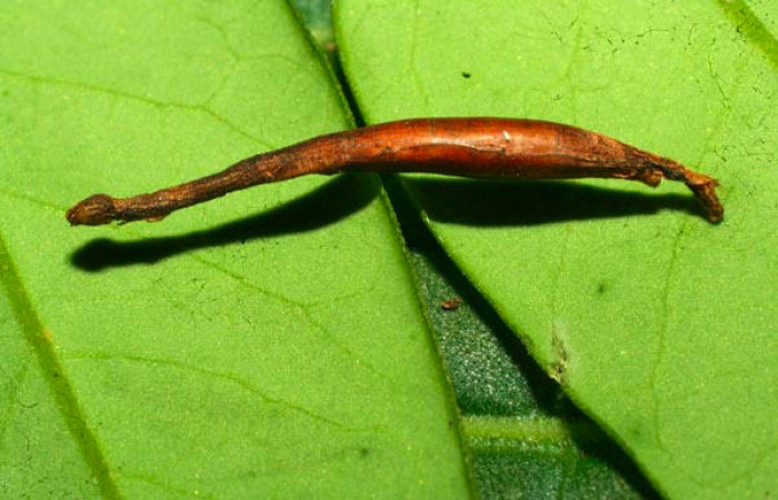 Fig.15.Mostrando capullo de (Braconidae), en larva de <i>Yidalpta</i> auragalisDHJ01. Voucher : 11-SRNP-31492-DHJ494319.jpg.