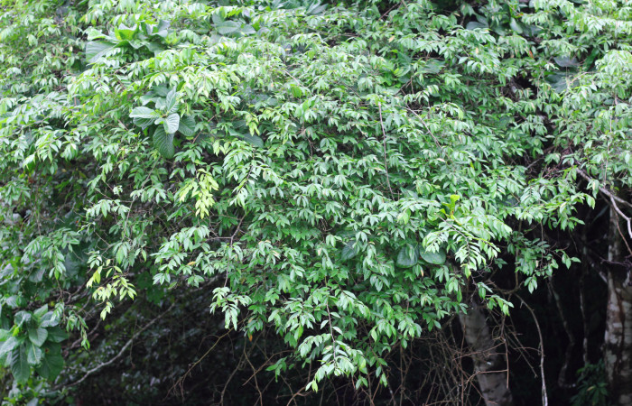 Fig.17. Planta hospedera de larva <i>Yidalpta</i> auragalisDHJ01, <i>Securidaca sylvestris</i> (Polygalaceae). Foto tomada por Roster Moraga. Agosto 03 2021. En Estación Biológica Los Almendros. 