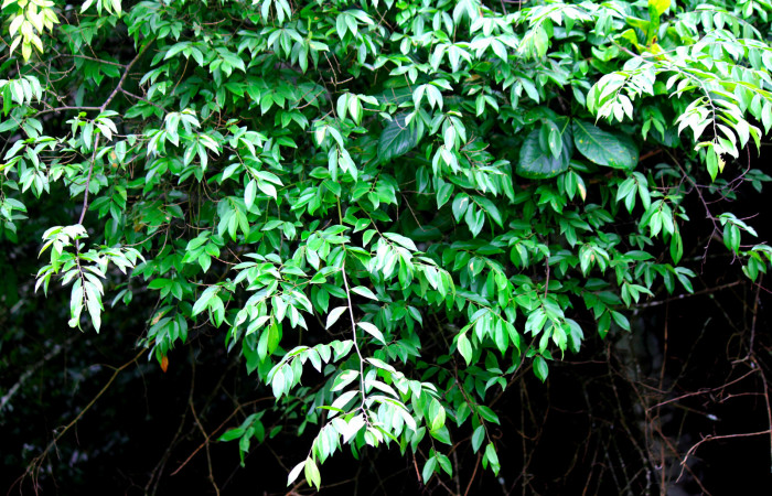 Fig.18. Planta hospedera de larva <i>Yidalpta</i> auragalisDHJ01, <i>Securidaca sylvestris</i> (Polygalaceae). Foto tomada por Roster Moraga. Agosto 03 2021En Estación Biológica Los Almendros. 
