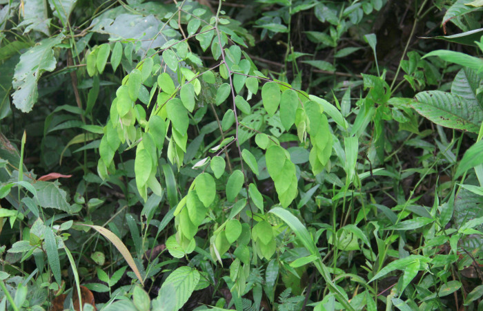 Fig.19. Mostrando brotes de <i>Securidaca sylvestris</i> (Polygalaceae). Planta hospedera de <i>Yidalpta</i> auragalisDHJ01. Foto tomada por Freddy Quesada, Agosto 10 2021 en Pasmompa camino a Estacón Pitilla.