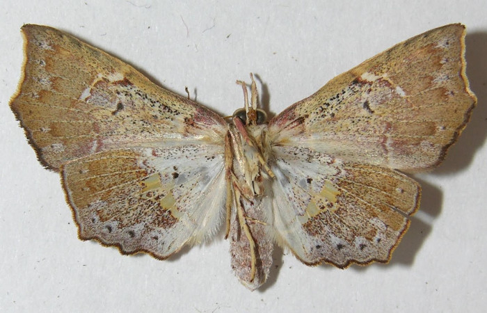 Fig.3. Adulto de <i>Yidalpta</i> auragalisDHJ01, en posición ventral. Voucher : 11-SRNP-30894-DHJ544965.jpg.