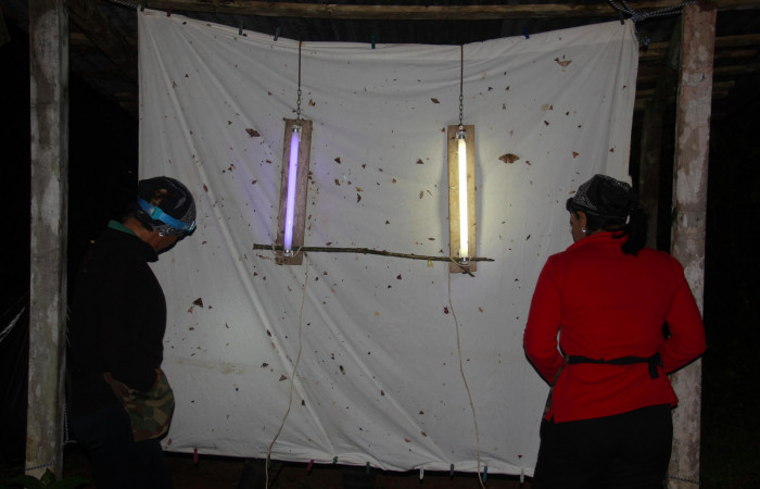 Fig.6. Mostrando dos Parataxónomas,
seleccionando adultos para atraparlos. Foto tomada por Calixto Moraga, Marzo 13 del 2021. Estación Pitilla.