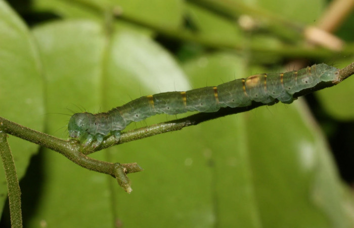 Fig.8. Larva de <i>Yidalpta</i> auragalisDHJ01 en posición lateral, de 20mm de logitud. Voucher : 11-SRNP-35680-DHJ489862.jpg.