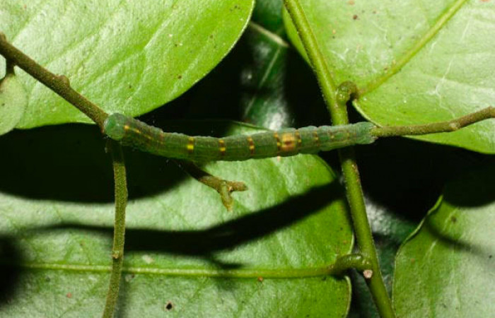 Fig.9. Larva de <i>Yidalpta</i> auragalisDHJ01 en posición dorsal, de 20mm de logitud. Voucher : 11-SRNP-35680-DHJ489865.jpg.
