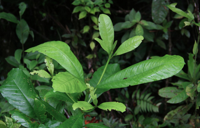 Fig.2 Brotes <i>Vochysia guatemalensis</i> representando hábito de alimentarse del género Antiblemma en esta especie de planta. Estación Pitilla, Agosto 2021, foto: Manuel Rios.