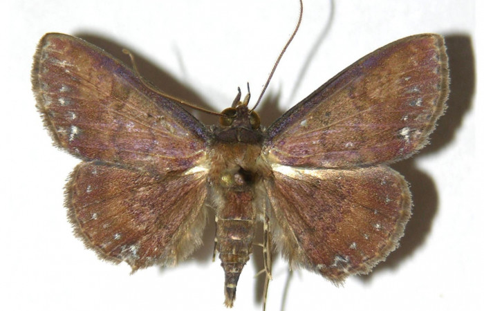 Fig.5 Adulto <i>Antiblemma amarga</i>  ventral. Hembra. Voucher: 05-SRNP-32369-DHJ315346.jpg