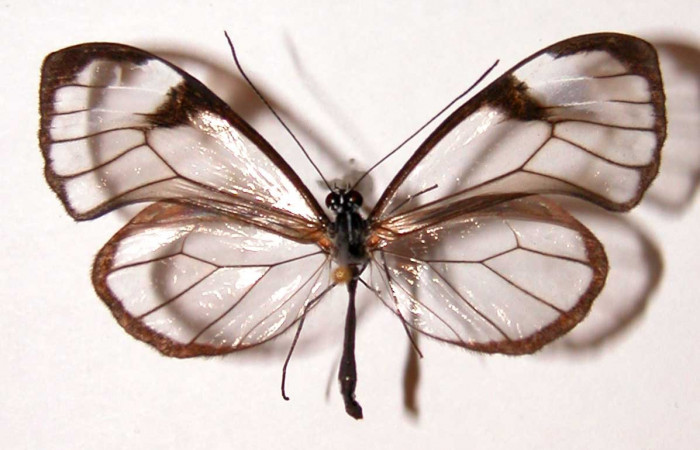 Fig.9. Vista dorsal de adulto de <i>Pseudoscada pusio</i> (Nymphalidae). Voucher:00-SRNP-8-DHJ34130.jpg