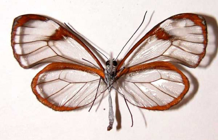 Fig.10. Vista ventral de adulto de <i>Pseudoscada pusio</i> (Nymphalidae). Voucher:00-SRNP-8-DHJ34131.jpg