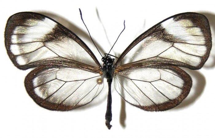 Fig.11. Vista dorsal de adulto de <i>Pseudoscada pusio</i> (Nymphalidae). Voucher:05-SRNP-32221-DHJ309302.jpeg