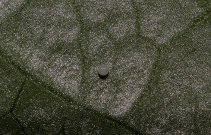 Fig.12. Vista dorsal de adulto de <i>Pseudoscada pusio</i> (Nymphalidae). Voucher:05-SRNP-32221-DHJ309303.jpeg