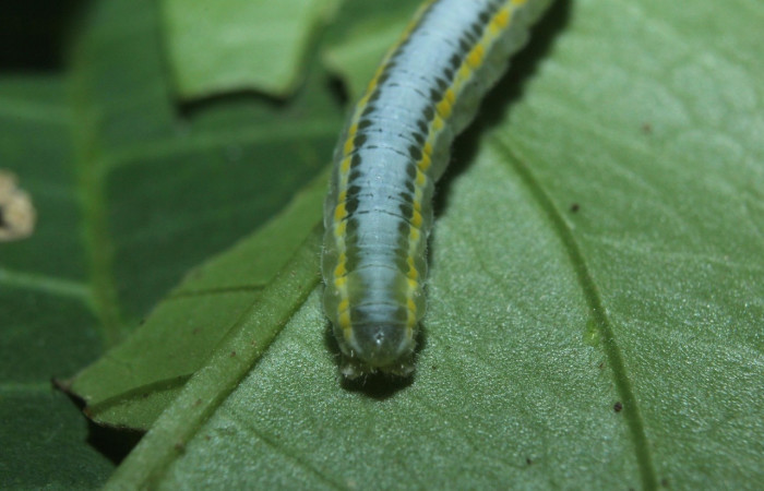 Fig.6. Vista dorsal de la parte trasera de <i>Pseudoscada pusio</i> (Nymphalidae). Voucher: 16-SRNP-71016-DHJ733076.jpeg