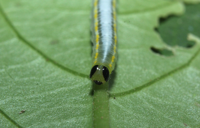 Fig.5. Vista de la cabeza de <i>Pseudoscada pusio</i> (Nymphalidae). Voucher: 16-SRNP-71016-DHJ733077.jpeg