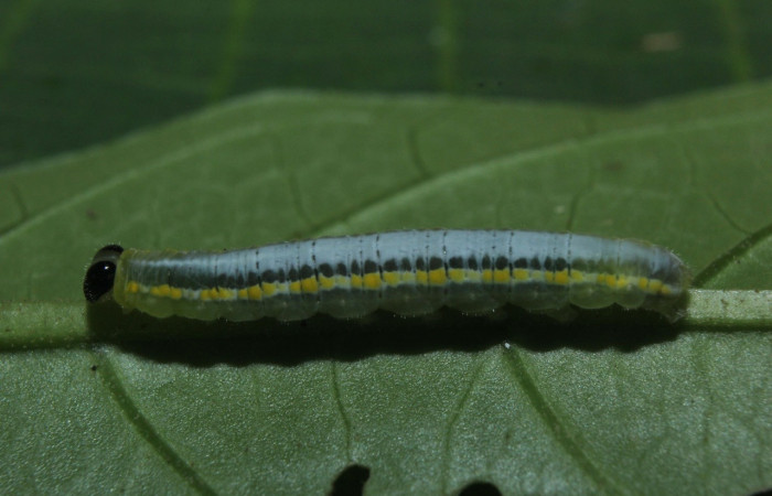 Fig.3. Vista lateral de <i>Pseudoscada pusio</i> (Nymphalidae). Voucher: 16-SRNP-71016-DHJ733080.jpeg