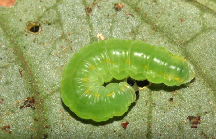 Fig.7. Vista dorsal de la prepupa de <i>Pseudoscada pusio</i> (Nymphalidae). Voucher: 17-SRNP-32567-DHJ743069.jpeg