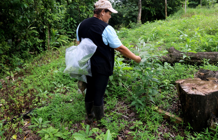 Fig.13.Parataxónoma Brigitte Vílchez mostrando la planta hospedera de <i>Pseudoscada pusio</i> (Nymphalidae), (Solanaceae) <i>Solanum schlechtendalianum</i>. Foto, Minor Carmona. Estación Biológica Wege. Agosto 2021