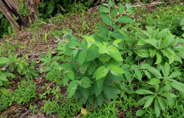 Fig.14. Mostrando la planta hospedera de <i>Pseudoscada pusio</i> (Nymphalidae), (Solanaceae) <i>Solanum schlechtendalianum</i>. Foto, Minor Carmona. Estación Biológica Wege. Agosto 2021.