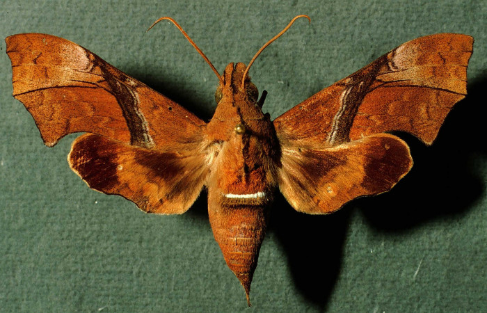 Fig. 01. Macho de <i>Aleuron iphis</i> (Sphingidae), 57mm de envergadura,  Vista dorsal. Voucher: INBIOCRI002793041.jpg.