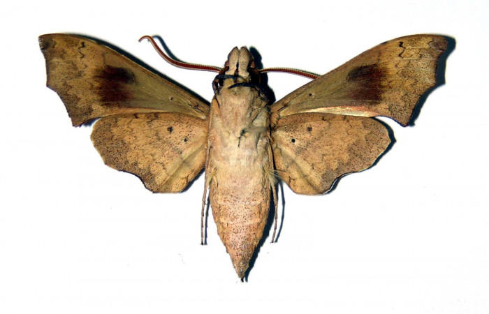 Fig. 02. Macho de <i>Aleuron iphis</i> (Sphingidae), 50mm de envergadura,  Vista ventral. Voucher: 94-SRNP-10014-DHJ99597.jpg.