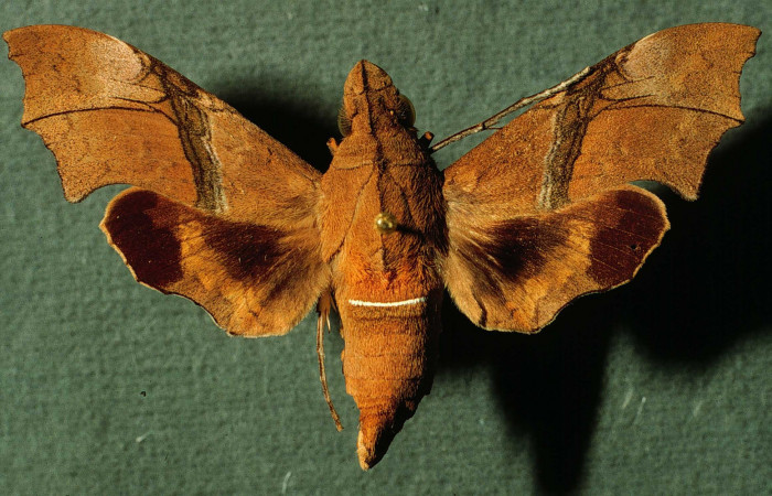 Fig. 03. Hembra de <i>Aleuron iphis</i> (Sphingidae), 52mm de envergadura,  Vista dorsal. Voucher: INBIOCRI002793163.jpg.
