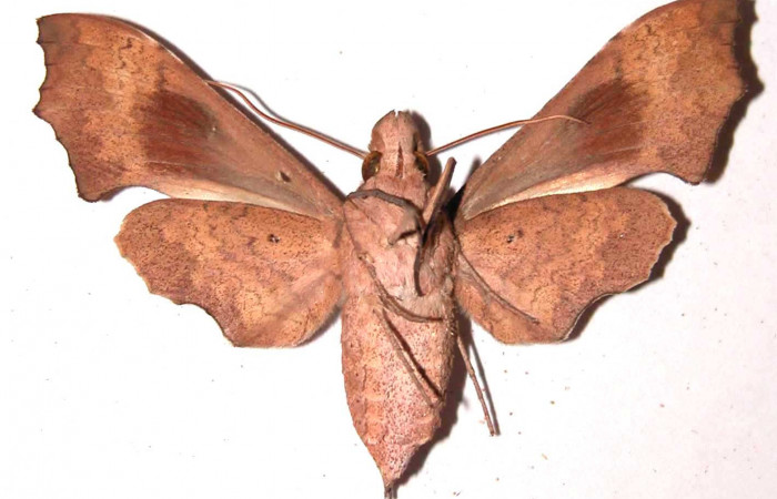 Fig. 04. Hembra de <i>Aleuron iphis</i> (Sphingidae), 52mm de envergadura,  Vista ventral. Voucher: 95-SRNP-11054-DHJ35361.jpg.