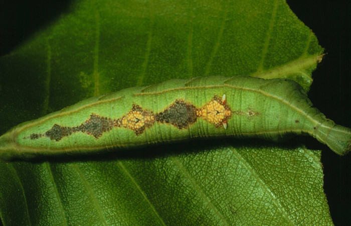 Fig. 06. Larva de <i>Aleuron iphis</i> (Sphingidae), vista dorsal, último estadío, 63mm longitud. Voucher: 91-SRNP-258-DHJ14012.jpg.