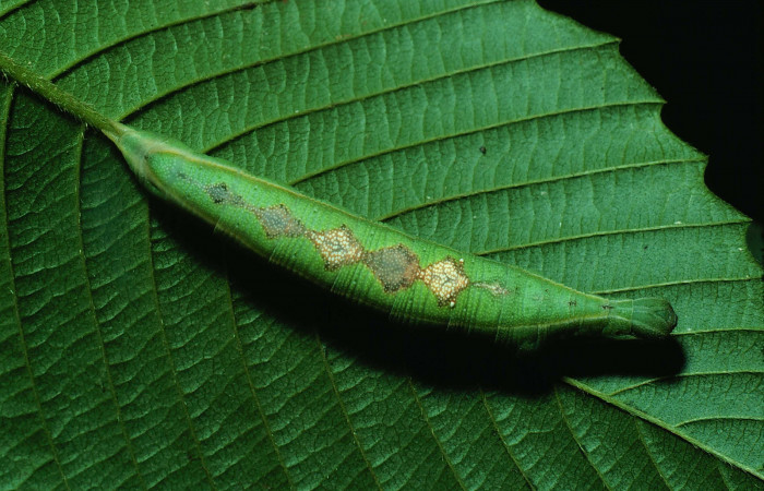 Fig. 08. Larva de <i>Aleuron iphis</i> (Sphingidae), vista dorsal, último estadío. Voucher: 82-SRNP-645-DHJ4517.jpg.