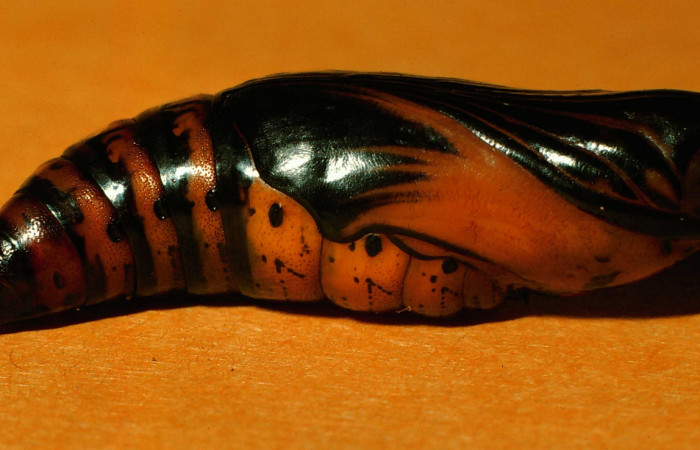 Fig. 13. Pupa de <i>Aleuron iphis</i> (Sphingidae), vista lateral. Voucher: 95-SRNP-7708-DHJ25090.jpg.