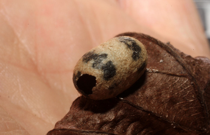 Fig.15 . Capullo de Ichneumonidae, <i>Cryptophion</i>, parásito de <i>Aleuron iphis</i> (Sphingidae), vista frontal del capullo. Voucher: 08-SRNP-32177-DHJ445890.jpg.