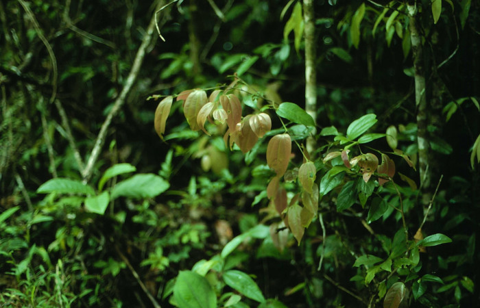 Fig. 1. <i>Matudaea trinervia</i> (Hamamelidaceae), planta hospedera de <i>Entheus</i> Burns02 (Hesperiidae)