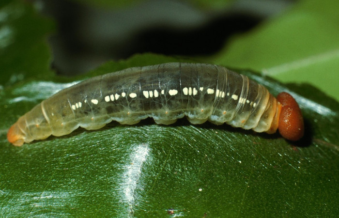Fig. 19. Larva de <i>Entheus</i> Burns03 (Hesperiidae), comiendo <i>Myrsia splendens</i> (Myrtaceae) Voucher: 03-SRNP-6131-DHJ74343.