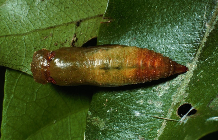 Fig. 22. Pupa de <i>Entheus</i> Burns03 (Hesperiidae. Vista dorsal. Voucher: 03-SRNP-6131-DHJ74351.