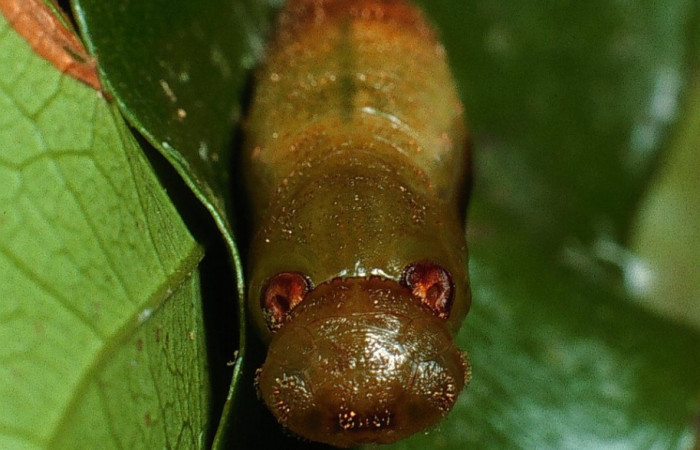 Fig. 23. Vista frontal pupa de <i>Entheus</i> Burns03 (Hesperiidae. Voucher: 03-SRNP-6131-DHJ74358.