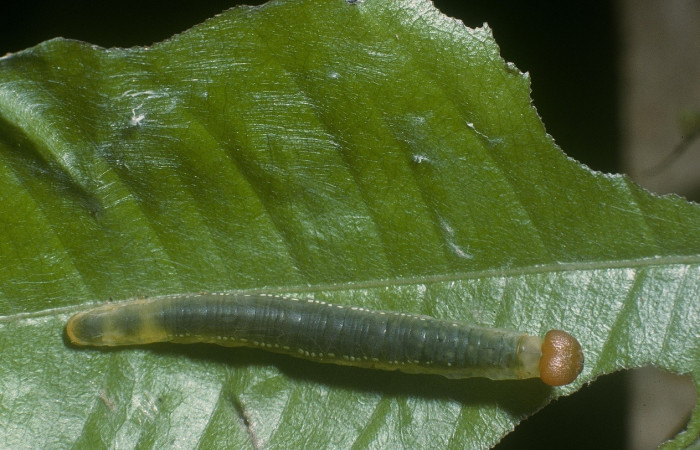 Fig. 18. Larva de <i>Entheus</i> Burns03 (Hesperiidae), comiendo <i>Myrsia splendens</i> (Myrtaceae) Voucher: 04-SRNP-55947-DHJ87532.